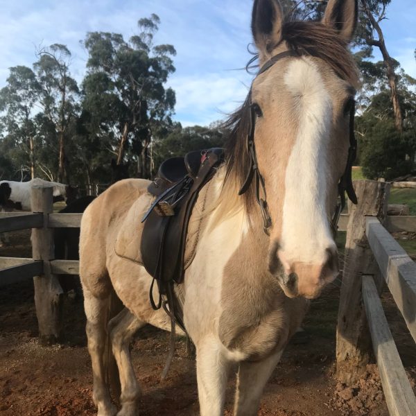 a brown horse standing next to a fence