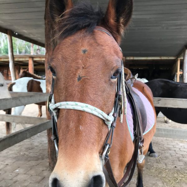 a brown horse standing next to a fence