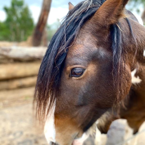 a close up of a horse