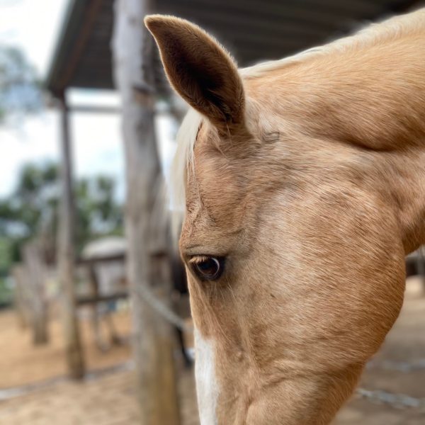 a close up of a horse