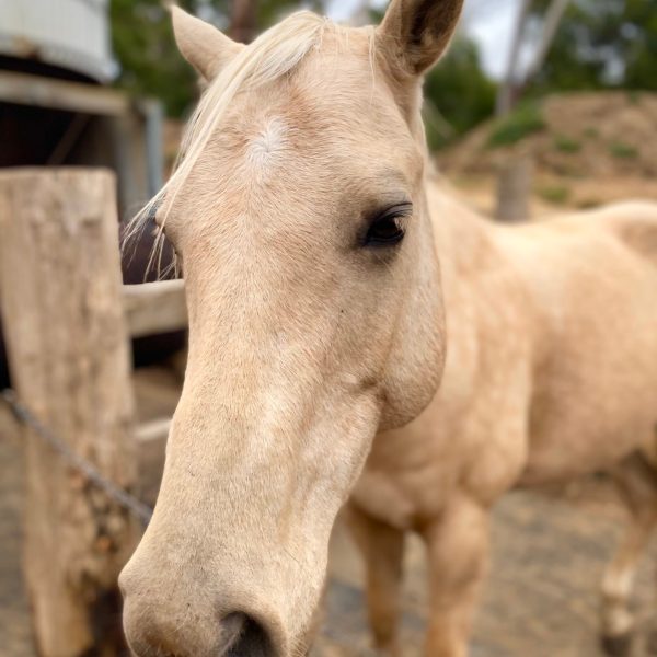 a close up of a horse