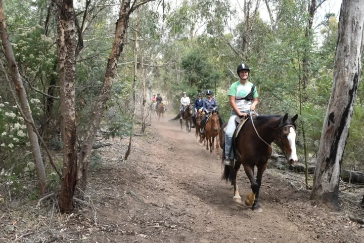 a man riding a horse in a forest