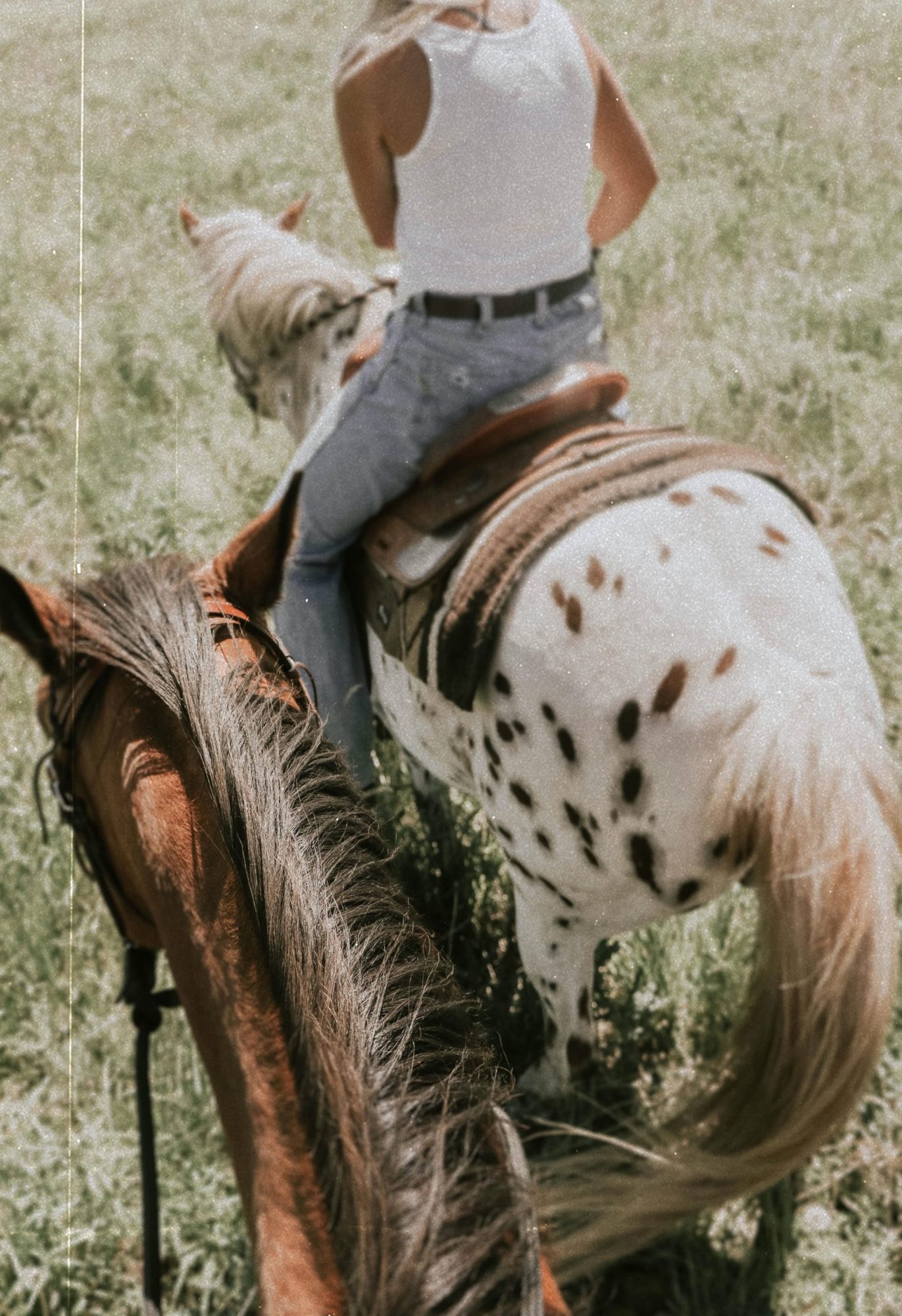 emma-dau-DvjWMZ4viw8-unsplash a close up of a horse