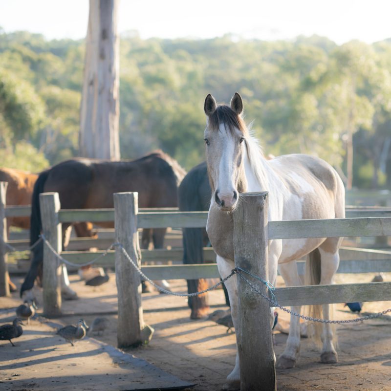 a horse standing next to a fence